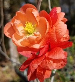Chojuraku Double Orange Flowering Quince, Japanese Quince, Chaenomeles speciosa 'Chojuraku'